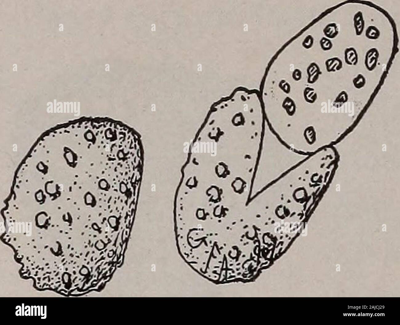 Elementary botany . Fig. 299 Spore of Aspidiumacrostichoides withwinged exospore. Fig. 300. Spore crushed to remove exospore andshow endospore. 264 MORPHOLOG Y.. Fig. 30r.Spores of asplenium ; exospore removed from the one at the right. point. A spore of the Christmas fern is shown in fig. 299. Theouter wall here is more or less winged. At fig. 300 is a spore of the same species from which theouter wall has been crushed, showingthat there is an inner wall also. Ifpossible we should study the germi-nation of the spores of some fern. 552. Germination of the spores.—After the spores have been sow Stock Photo