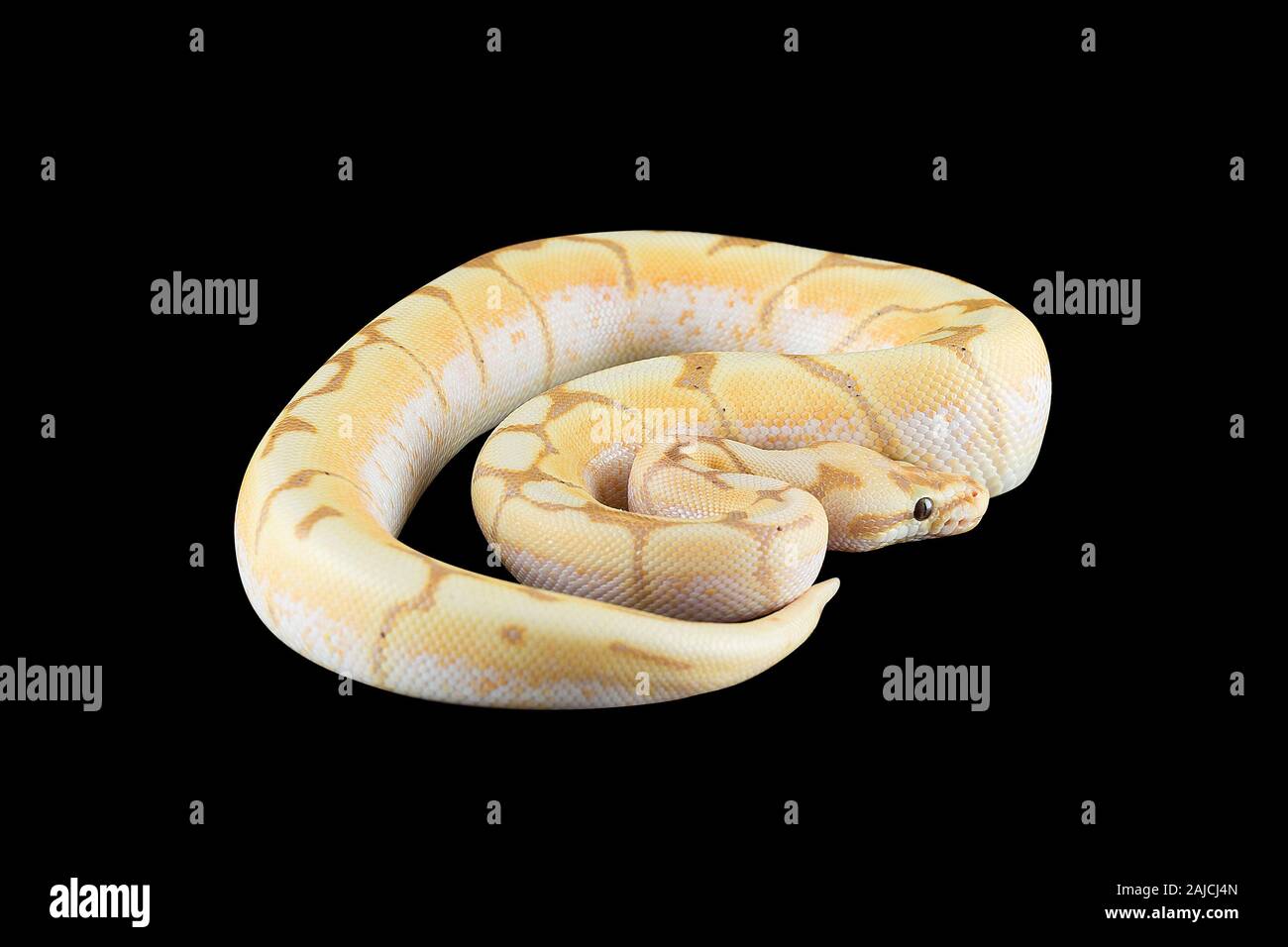 albino python isolated on black background Stock Photo - Alamy