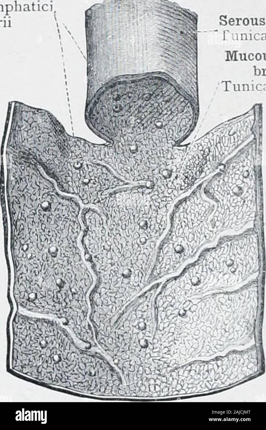 An atlas of human anatomy for students and physicians . Solitary glandsNoduli lympliaticiCircular rugse, valvulae solitarii conniventes, or valvesof Kerkring—Plicse cir-ciihres (Kerkringi). Serous coat Tunica serosaMucous mem-brane Tunica mucosa Fig. 722.—The Jejunum, in part opened. Fig. 723.—The Ileum, in part opened. Intestinum Tenue—The Small Intestine. Mucous membrane of-the pylorus Tunica mucosa pylori Brunners glands (duodenal glands Glandulae duo denales (Brunneri) Accessory pancreatiduct, or duct of San toriniDuctus pancreaticu accessoriusCommon bile-ductDuctus clioledochus Pancreatic Stock Photo