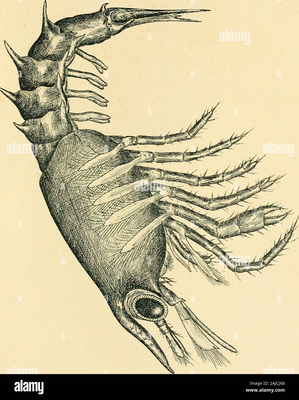 Lobster Rostrum Annual report of the Commissioners of Inland Fisheries made to the ...