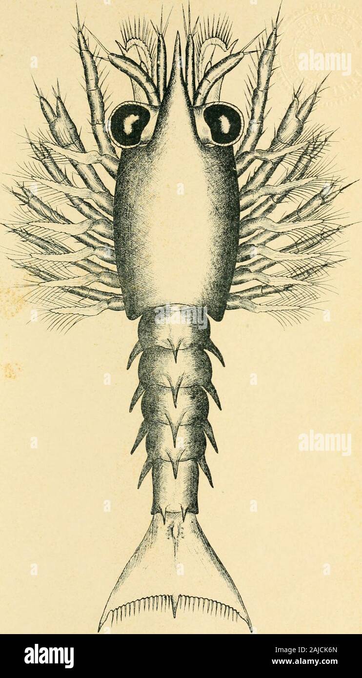 Annual report of the Commissioners of Inland Fisheries made to the General Assembly . A^ CO. Plate XXVII. First Stage Lobster Drawn from Life by Ph:lip B, Hadley, 1905. REPORT OF COMMISSIONERS OF INLAND FISHERIES. 22/ EXPLANATION OF PLATES 28 AND 29. Second larval stage; length, 9.5 mm.; age, 6 days. First antennae: The endopodites have grown out over half the length of the expopo-dites; thelatterextendnearly to the end of the rostrum; slight evidencesof segmentation can now be observed on both endopodites and exopo-dites; the specialized olfactory setae are present on the distal portionof the Stock Photo
