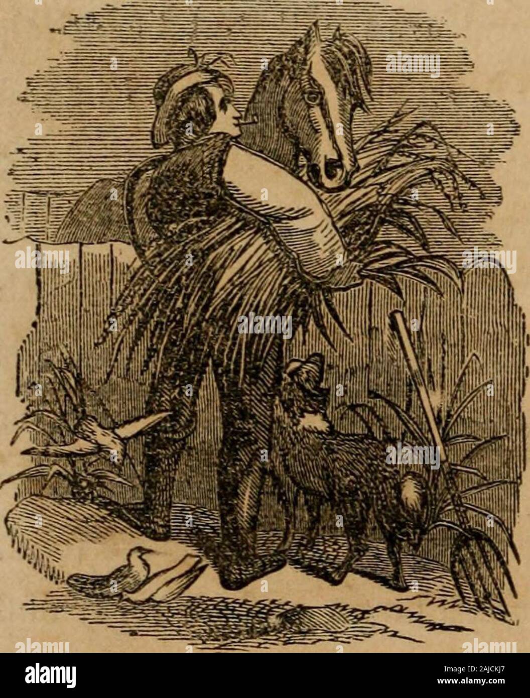 Neapolitan horse hi-res stock photography and images - Alamy