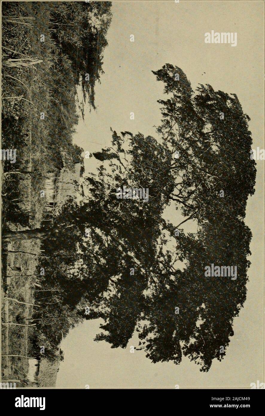 Lignum-vitae; a study of the woods of the Zygophyllaceae with reference to the true lignum-vitae of commerce--its sources, properties, uses, and substitutes . les y agricolas. Caracas, 1920, pp. 27,28. Prael, Edmund: Vergleichende Untersuchungen iiber Schutz-und Kern-Holz der Laubbaume. Pringsheims Jahrbiicher fiir wissenschaftlicheBotanik, 19: 32-35, 1888. Record, Samuel J.: Lignum-vitae: The vital wood. Scientific AmericanSup., No. 2270, July 5, 1919, pp. 4-5; 15. Record, Samuel J.: Lignum-vitae blocks for stern bearings on steamships.Woodworker (Indianapolis), Apr. 20, 1920, p. 40. Record, Stock Photo