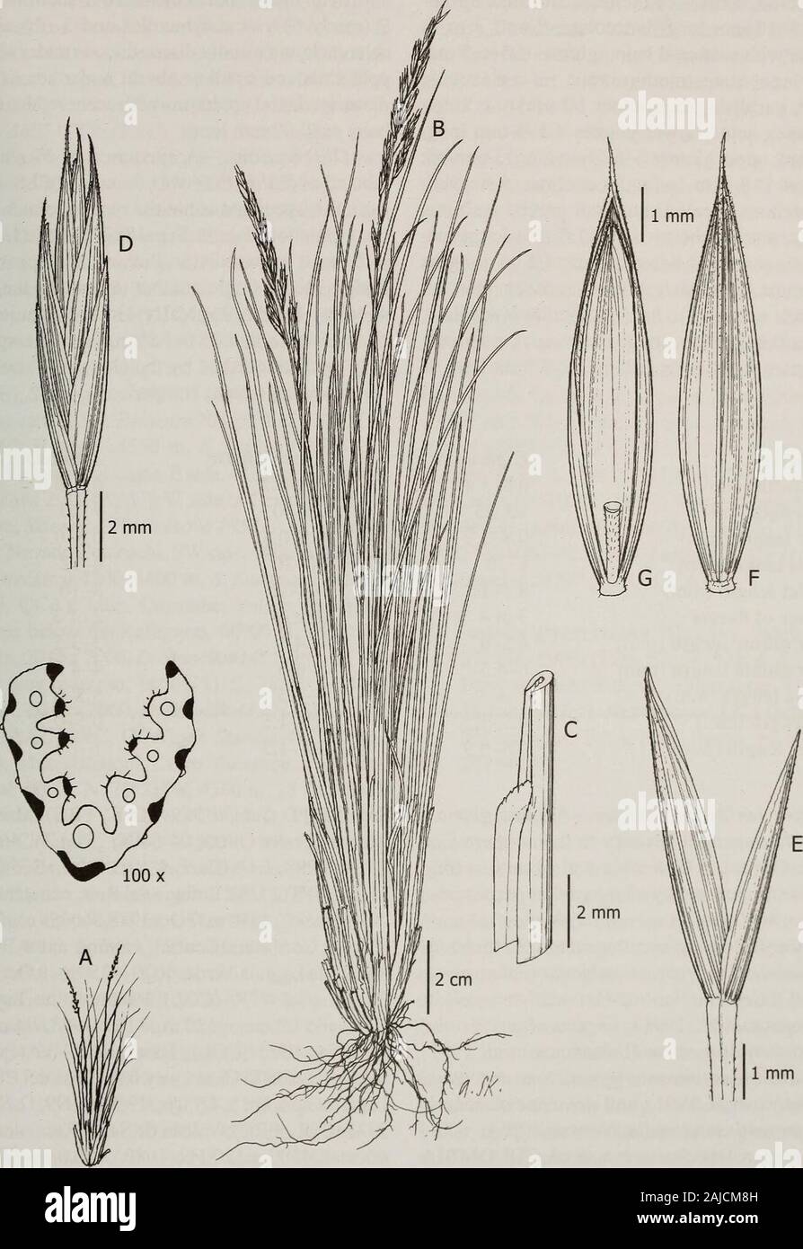 Contributions from the United States National Herbarium . a, and Rhynchospora. Additional specimens examined. VENEZU-ELA. Lara: Mun. Humocaro Alto, Parque Nacio-nal Dinira, 09°3539N, 70°0712W, 3170 m, 30Nov 2000, D. Stancik 4288 (CAR, COL, PRC). 41. Festuca glumosa Hack, ex E.B. Alexeev, Bot. Zhurn. (Moscow & Leningrad) 69(11): 1549. 1984. (Figs. 49, 53, 93A-D). Type: Ecuador. In pasq. andinis, 1886, A. Sodiro 36/4 (holo- type:W!)Festuca ovina subvar. jamesonii St.-Yves, Can- dollea 3: 166. 1927. Type: Ecuador Andes de Quito, 15000 ft, Jameson 230 (lectotype: G-DC!, designated here). Densely t Stock Photo