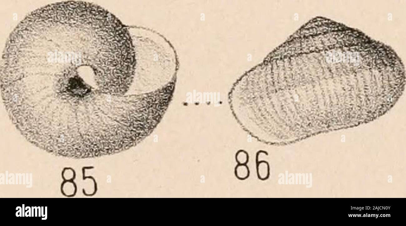 Manual of conchology, structural and systematic : with illustrations of the species . Stock Photo