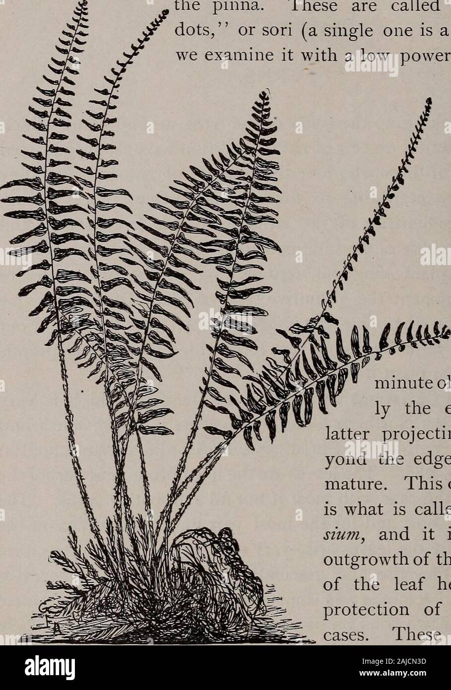 Elementary botany . OG Y. middle portion toward the end. This is because of the shorterpinnae here. 531. Fruit dots (sorus, indusium).—If we examine theunder side of such short pinnae of the Christmas fern we see thatthere are two rows of small circular dots, one row on either side ofthe pinna. These are called the fruitdots, or sori (a single one is a sorus). Ifwe examine it with a low power of the mi-croscope,or with ap o c k e tlens, wesee thatthere is aci re ulardisk whichc o versmore orless com-pletelyveryminute objects,usual-ly the ends of thelatter projecting just be-yond the edge if th Stock Photo