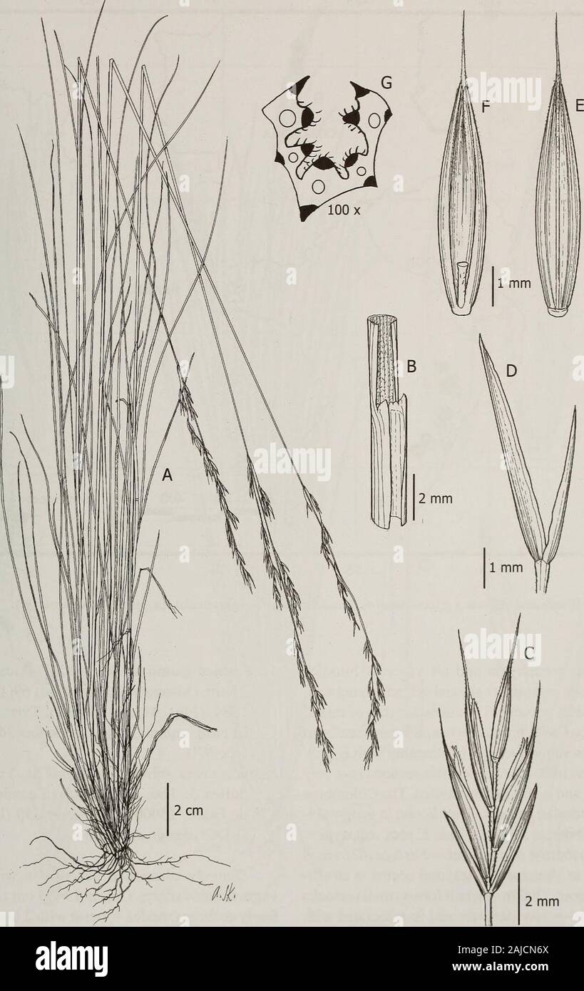 Contributions from the United States National Herbarium . 1-nerved; upperglumes 5.5-6 mm long, 3-nerved; lemmas 6-7 mmlong, lanceolate, 5-nerved, coriaceous, violet,scabrous, awned, the awn 1.5-4 mm long; callusglabrous; paleas as long as the lemma, lanceolate,membranous, scabrous; anthers 2-2.5 mm long;ovary apex glabrouse. Caryopses lanceolate; hilum4/5 as long as the grain, linear. Leaf blade anatomy.—Cross-sections usu-ally with 5 vascular bundles and 3-5 ribs above;sclerenchyma under abaxial and adaxial epidermisdiscontinuous; adaxial epidermis hairy, the hairsca. 0.09 mm long. Observatio Stock Photo