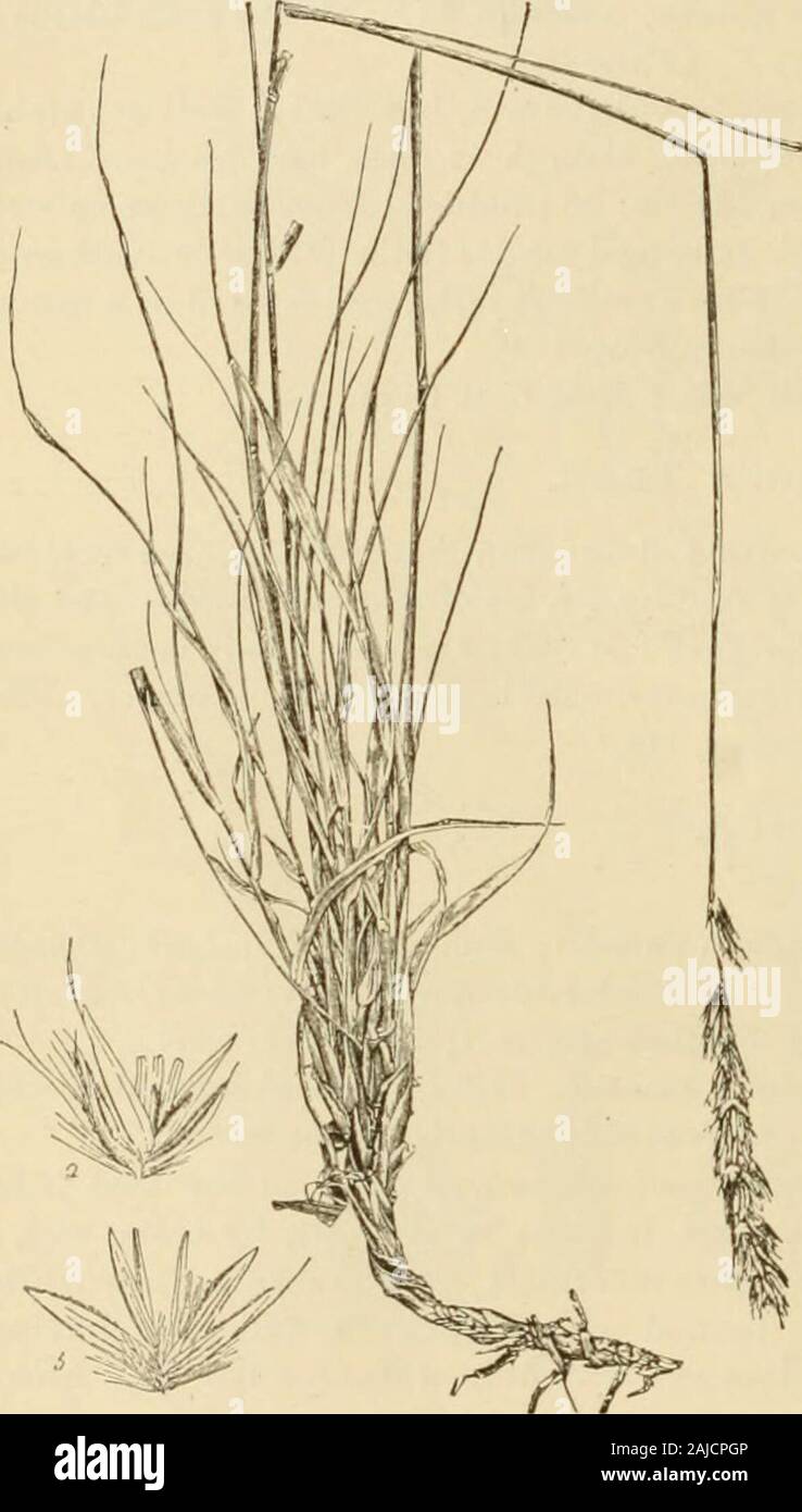 A descriptive catalogue of useful fiber plants of the world : including the structural and economic classifications of fibers . or basket mak-ing, see Fraxhiiis. Mr. Sudworth in-forms me that a bark fiber from hickoiy is used in the South. Hierochloe odorata. Vanilla (Irass. Syn. llierochloi: horealis. Now known ;;s .^(iraslaiKi odorata. Kndogen. Cramiiuai. A sweet-scentid iicennial, 1 to 2 feet.Inhabits moist meadows and mountains of tlie noitheastern States, extending west-ward to Oregon, (irows also in England where it is known as holy or sacred grass,from its having been used for strewing Stock Photo