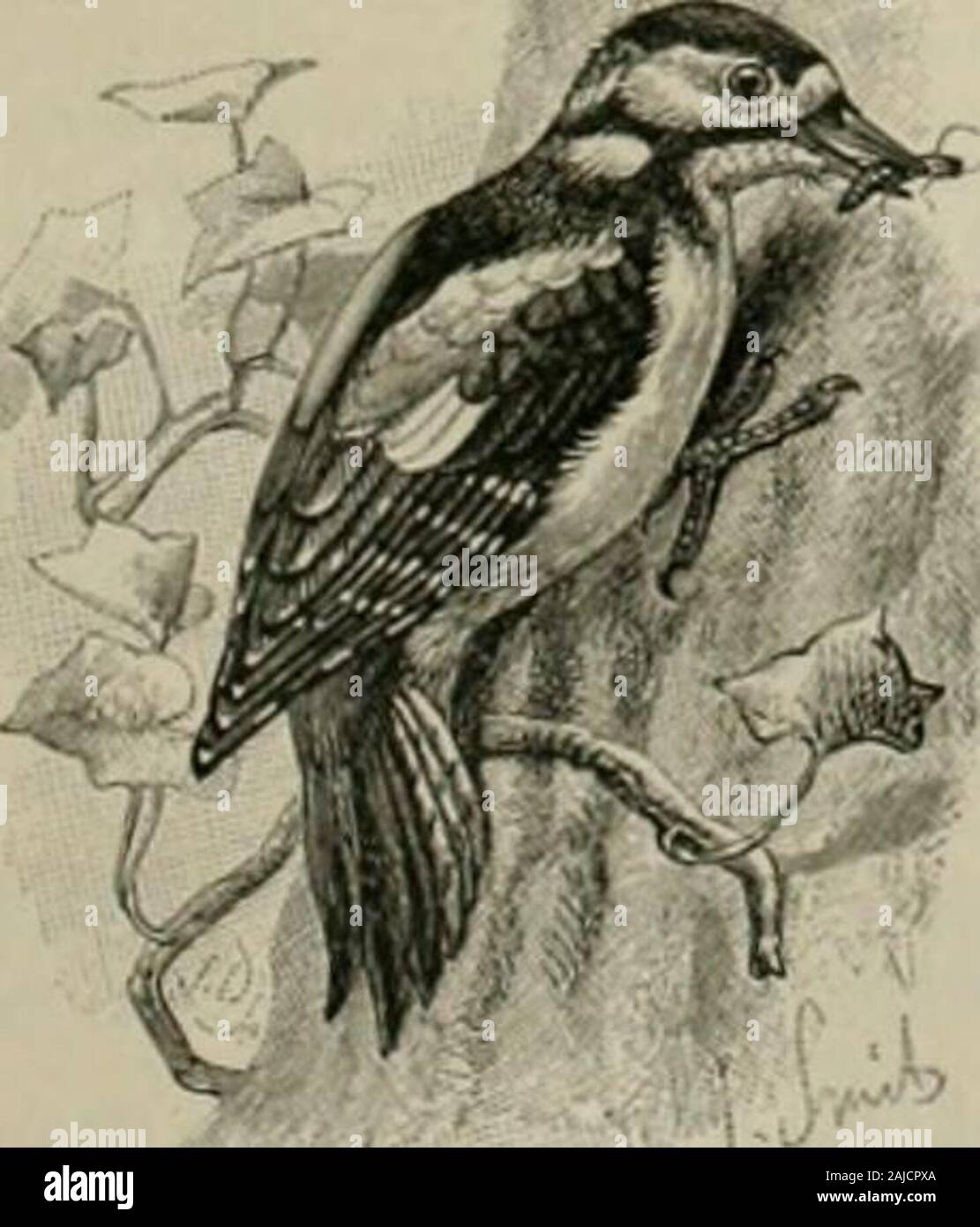 The Century dictionary and cyclopedia; a work of universal reference in all departments of knowledge, with a new atlas of the world .. . Itl4i UpiJfftMS).. Greater Spyltcd Woodpecker {Picus major). Piddocks (Pholtts dactytus) in their liolcs. It has a long ovate shell with a narrowed tongue.like ex-tension in front, and the entire surface marked with longi-tudinal and concentric gidoves and ridges, and r.uliatiiigrows of shaip sjiincs. Tin- beaks are anterior and cover-ed with callosities. The piddock is capable of perforatingthe soft rocks, into which it hnriows. It is a commoninhabitant of E Stock Photo