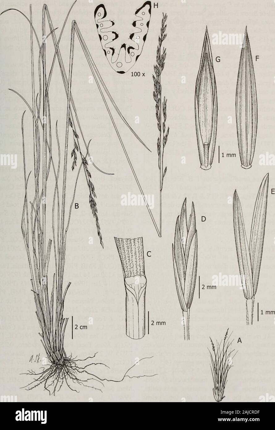 Contributions from the United States National Herbarium . anicles 8-12 cm long, 0.8-1.5 mm wide,contracted, narrow, elongate. Spikelets 10-13 mmlong, lanceolate, florets 2 or 3; rachilla pubescent;glumes 7.5-10.5 mm long, almost as long as thespikelet, lanceolate, membranous, scabrous alongmidnerve, apex acute; lower glumes 7.5-8 mmlong, 1-nerved; upper glumes 7.5-10.5 mm long,3-nerved; lemmas 8-10 mm long, lanceolate,5-nerved, membranous, awnless or short-awned, theawn ca. 0.5 mm long; callus glabrous or sparselyhairy; paleas 3/4 as long as the lemma, papillose,distally scabrous; lodicules 1- Stock Photo