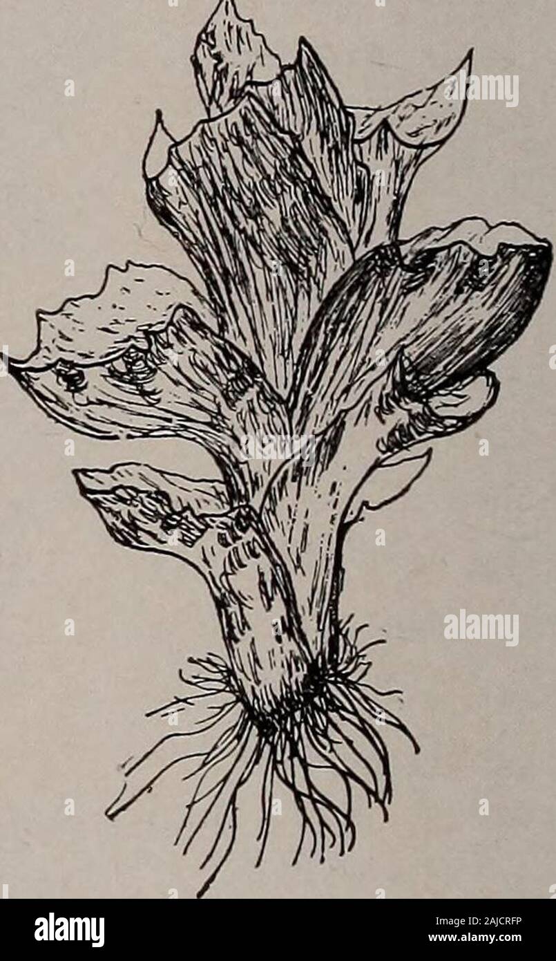 Elementary botany . Fig. 272.Antheridium of a foliose liverwort (jungermannia).. Fig. 271.Foliose liverwort, male plant showing anthe-ridia in axils of the leaves (a jungermannia). Fig. 273.F«liose liverwort, female plant withrhizoids. quadrants, the wall forming four valves, which spread apart fromthe unequal drying of the cells, so that the spores are set free, asshown in fig. 276. Some of the cells inside of the capsule de-velop elaters here also as well as spores. These are illustratedin fig. 278. 500. In this plant we see that the sporophyte remains attached FOLIOSE LIVERWORTS. 239 to the Stock Photo