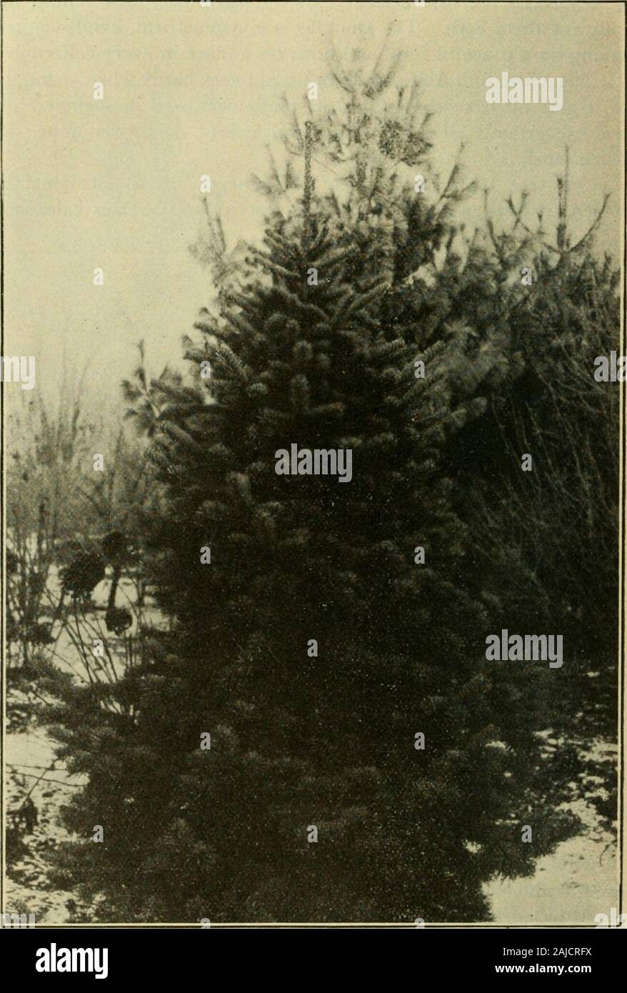 Trees, fruits, and flowers of Minnesota . Residence of A. Norby, Madison, S. D. the Rocky Mountains, has proved hardy and decidedly prettier thanthe eastern balsam fir. The silver cedar might also be classed with the rarer evergreens.In point .of ornament it is superior to the common form; otherwisethere is no noticable difference. yir. A. Brackett: What varieties would you plant on the west-ern prairies if you were restricted to but two varieties of evergreens ? Air. Norby: I would plant the ponderosa pine and the bluespruce. I hate to leave out the red cedar, but if I had to make achoice tho Stock Photo