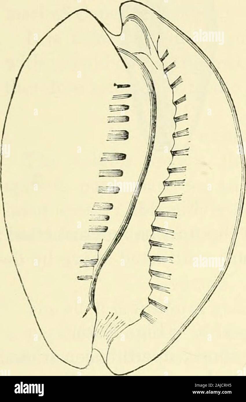 Bulletins of American paleontology . (Fig. 131.)Shell ovate, flattened on theside of the aperture ; outer lipprominent at the apex; marginsof the lips ornamented with num.erous plaits, and receding fromeach other, beginning at themost pi-ominent part of the whirl.In some of tlie mioeeno beds itis quite common, CYPREA PKDIClTLrS. It is a small ovate shell, andtransversely ribbed, and with anarrow groove along the back.I have not yet met with it in themarl beds of this State, thoughit appears to be common in SouthCarolina. MITRA CAROI.TNENSIS.—(Fig. lo2.) Shell fusiform, thick, or elongate, and Stock Photo