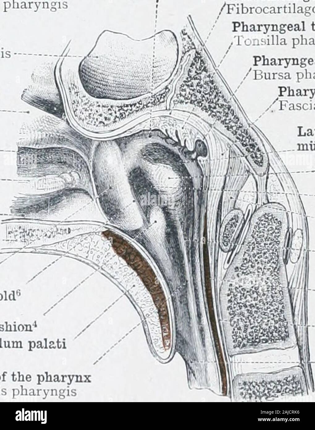 An atlas of human anatomy for students and physicians . yngis superiorPosterior wall of the pharynx Paries dorsalis pharyngis Fig 700—Pars Nasalis Pharyngis, the Nasal Part of the Pharynx, Nasopharynx, or Post-Nasal Space, SEEN FROM BEFORE. CORONAL SECTION THROUGH THE HEAD. TONSILLA PHARYNGEA, THE PHARYNGEAL TONSIL. On the left side, the greater part of the pterygoid process, the anterior wall of the tympanum, and the outer wall of the Eustachian tube, have been removed. Arched summit of the pharynx Fornix pharyngis Sphenoidal sinus Sinus sphenoidalis ^ Middle turbinate bone of the nose.. Conc Stock Photo