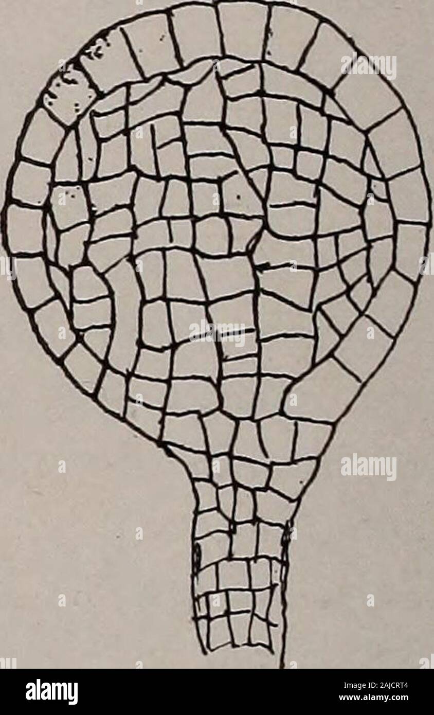 Elementary botany . Fig. 272.Antheridium of a foliose liverwort (jungermannia). Stock Photo