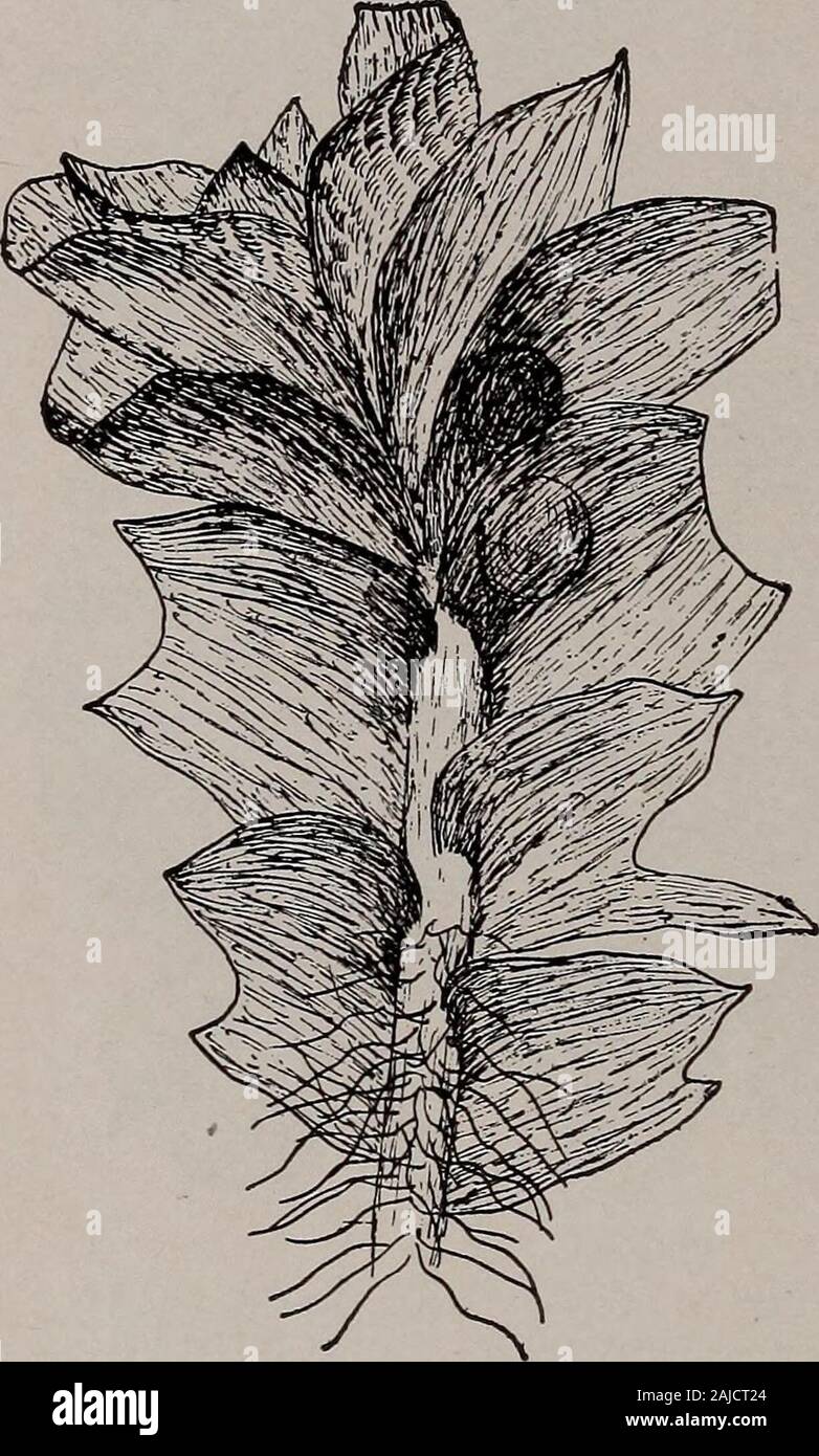 Elementary botany . Fig. 270.Thallus of a thalloid liverwort (blasia) showing lobedmargin of the frond, intermediate between thalloid andfoliose plant. 499. Sporogonium of a foliose liverwort.—The sporogoniumof the leafy-stemmed liverworts is well represented by that ofseveral genera. We may take for this study the one illustrated 238 MORPHOLOG Y. in fig. 274, but another will serve the purpose just as-well. Wenote here that it consists of a rounded capsule borne aloft on along stalk, the stalk being much longer proportionately than inmarchantia. At maturity the capsule splits down into four. Stock Photo