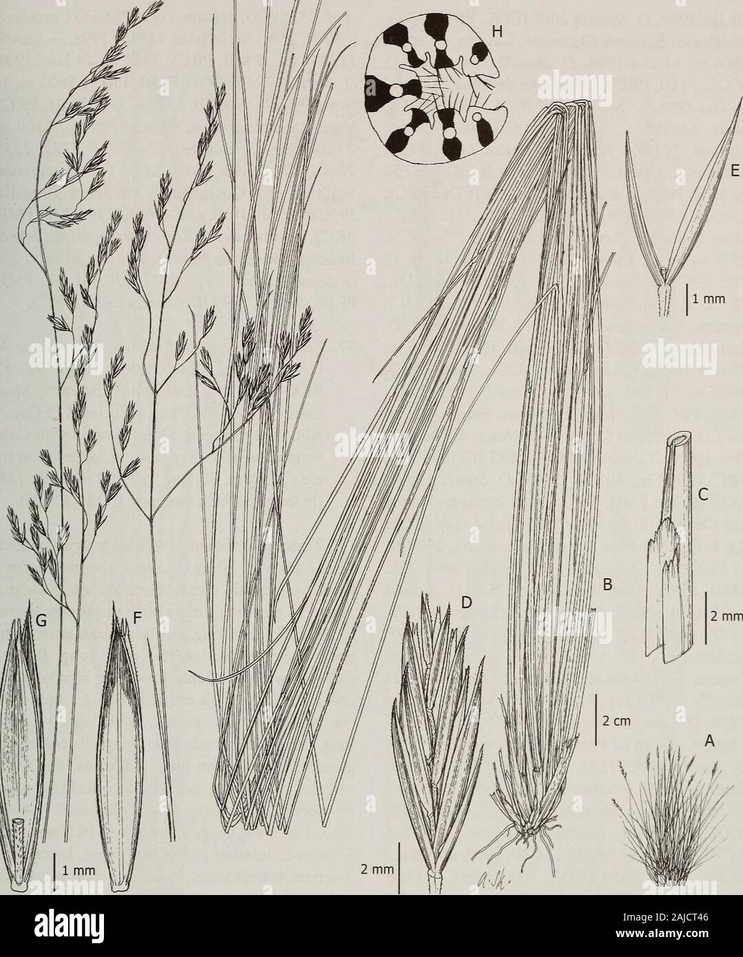 Contributions from the United States National Herbarium . Figure 45. Festuca chita. A. Stylized growth form. B. Habit. C. Spikelet. D. Glumes. E. Lemma. F. Leaf blade cross-section. A-F,Etter 661 (COL). Festuca in South American Paramos 97. Figure 46. Festuca cleefiana. A. Stylized growth form. B. Habit. C. Ligule. D. Spikelet. E. Glumes. F. Lemma. G. Lemma withpalea and rachilla. H. Leaf blade cross-section. A-H, Stancik 1421 (PRC). Villapinzon, Paramo La Calera, 5°12N, 73°33W,3500 m, 22 Jul 1978, D. Stancik 409, 466, 467(COL, PRC). Boyaca: Mun. Aquitania, ParamoEl Guarne, 3500 m, 8 Feb 1999, Stock Photo