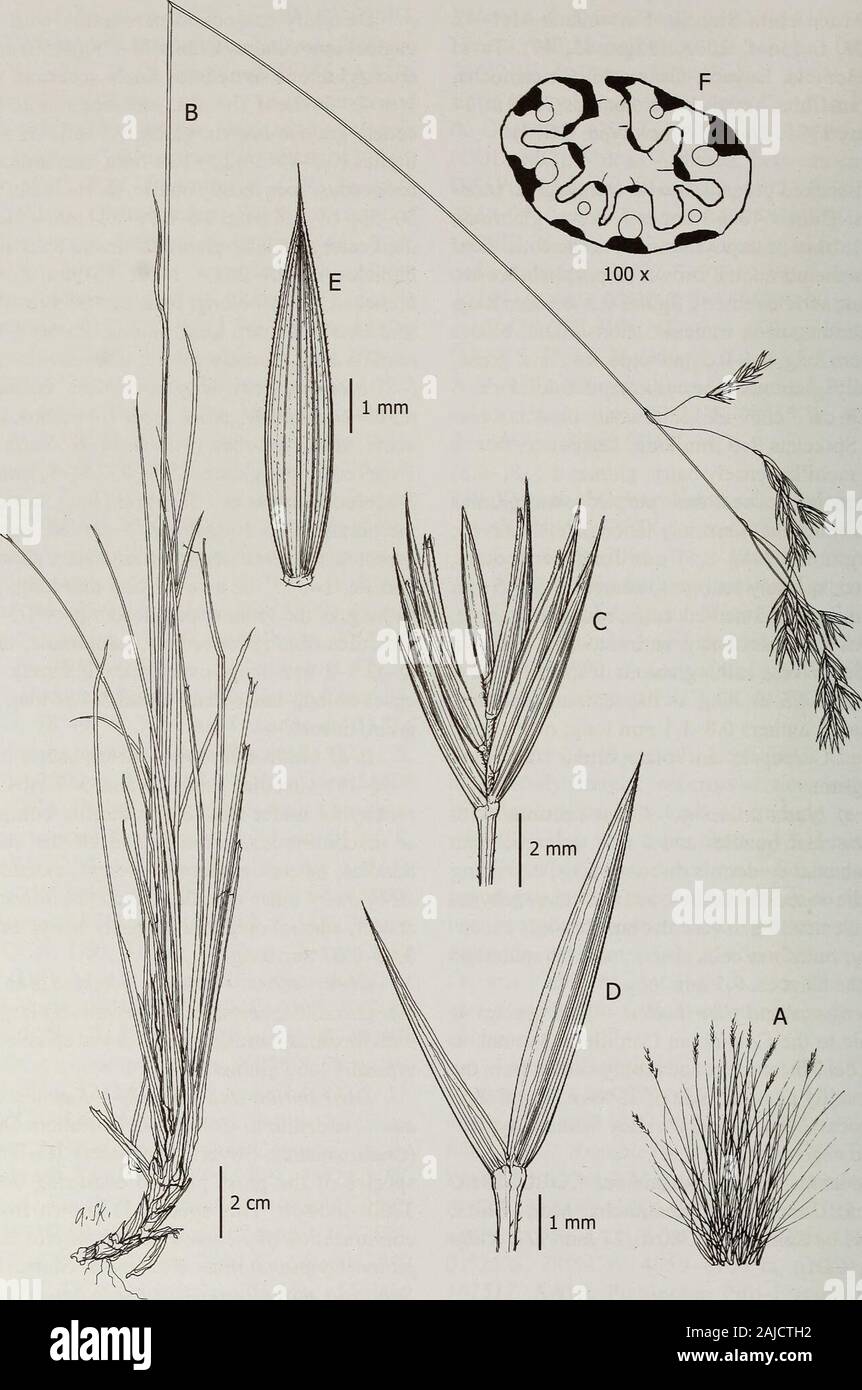 Contributions from the United States National Herbarium . s, extending to all the vascularbundles; adaxial epidermis present, extending toall or every other vascular bundle; bulliform cellsabsent; adaxial epidermis densely hairy, the hairs0.02-0.07 mm long. Observations.—Festuca cleefiana is an easilyrecognizable species, forming relatively large tuftswith flexuous, ramified panicles and spikelets withtypically long glumes. Distribution and habitat.— Festuca cleefi-ana is endemic to Colombian Cordillera Oriental(Cundinamarca, Boyaca, Santander). It is a typicalspecies of the grass paramo occur Stock Photo