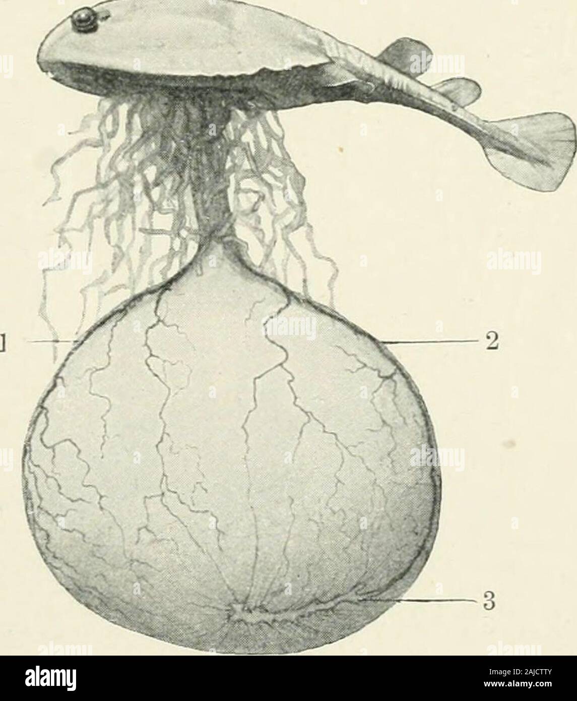 A treatise on zoology . Embryo of Gobius. (After Wencke-bach, from Hertwigs Handbiwh.) A,aorta ; //, heart; V.c.a, vena cardinalisanterior ; V.si, vena subintestinalis ; D.C,ductus Cuvieri. dermal fin-rays (derrao-trichia). An elaboratesystem of lateral-lineorgans extends over thehead and trunk. Theheart retains an un-divided atrium, andpumps venous blood intothe branchial lamellaeof the gill-arches. Notmore than eight gill-slitsare pierced, of which thefirst is the relatively-small spiracle. As char-acters which are con-sidered primitive, butare often lost throughspecialisation, may bemention Stock Photo