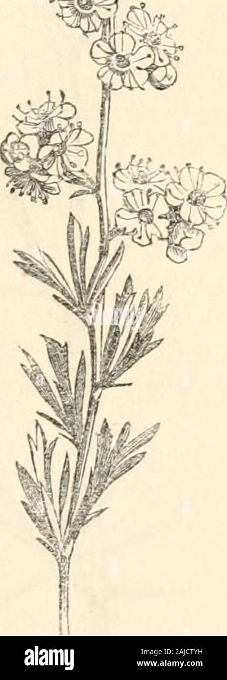 The journal of the Horticultural Society of London . 5. CoNSOLiDA AcOMTi. Delphinium Aconiti, Linn. Man-tissa, 77. Vahl, Symholcc Botanical, i., p. 40, t. 13. DcCandolle, Systerna, i. 345. Raised from seeds presented by H. Calvert, Esq., CM.U.S.,of Erzeroum. A weak erect Annual, about -h foot high, witli a very slightcovering of silky hairs ujion all the green parts. The leaves aredivided into from 3 to 5 pedate linear taper-pointed lobes. The 56 NEW PLANTS, ETC., Stock Photo