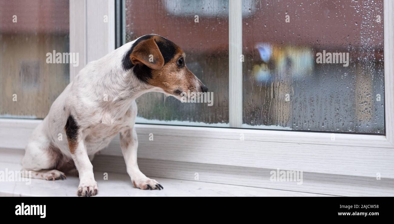 Are Jack Russells Bad Dogs