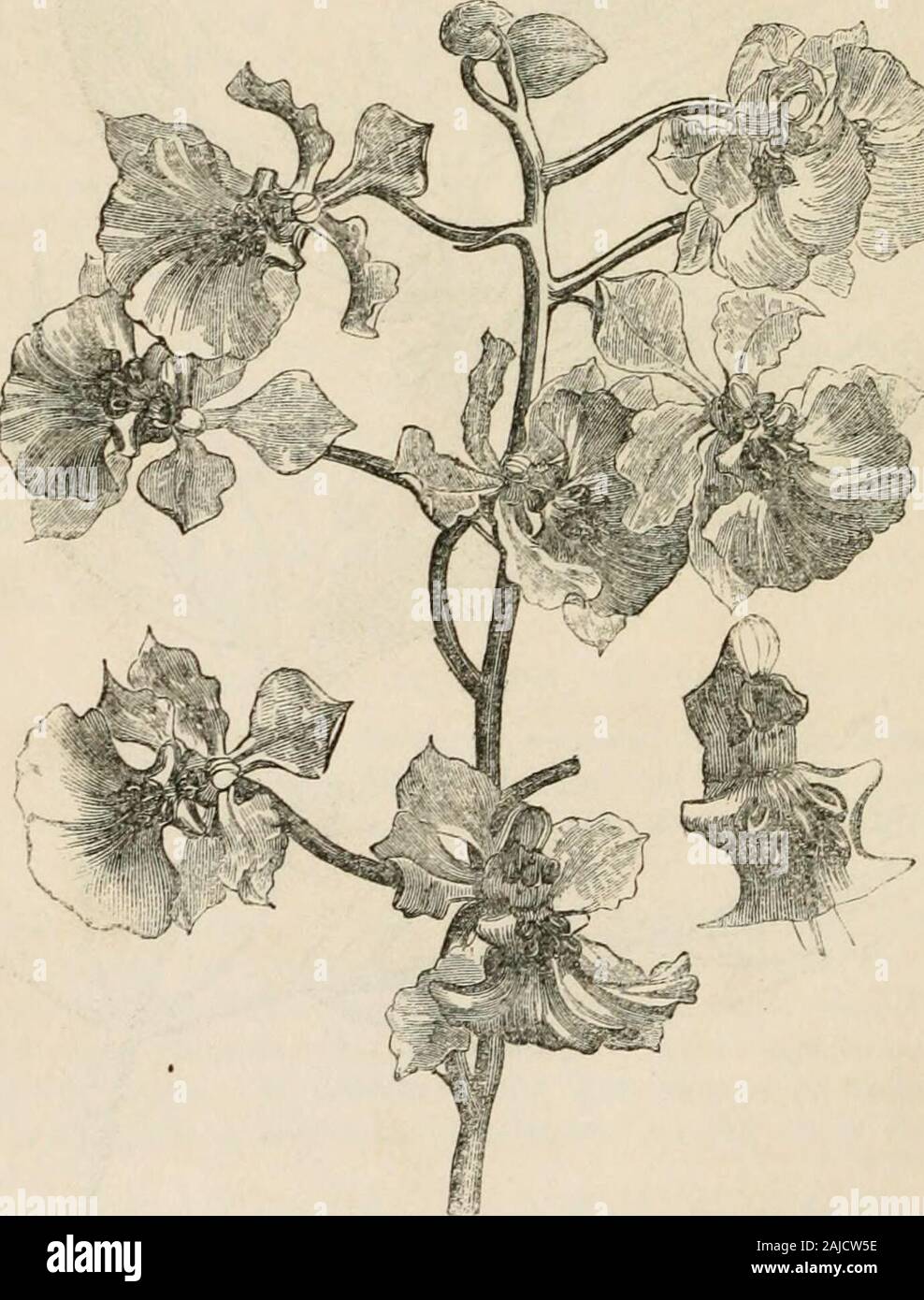 The journal of the Horticultural Society of London . Lonicera tiitarica, var. pnuicea. 54 NEW PLANTS, ETC., 3. OxciDiuM LURiDUM ; alratum. Collected by Hartweg for tlie Horticultural Society atTampico. AVhether or not O. luridum is really a mere variety of theCarthagena Oncid becomes moie and more doubtful as ourknowledge of such plants extends. In the present instance it isunnecessary to open that question, the plant now mentionedbeing undoubtedly a veiy fine form of the lurid Oncid, whateverthe relation of the latter to the Carthagena Oncid may finallyprove to be. With the habit of tlie comm Stock Photo