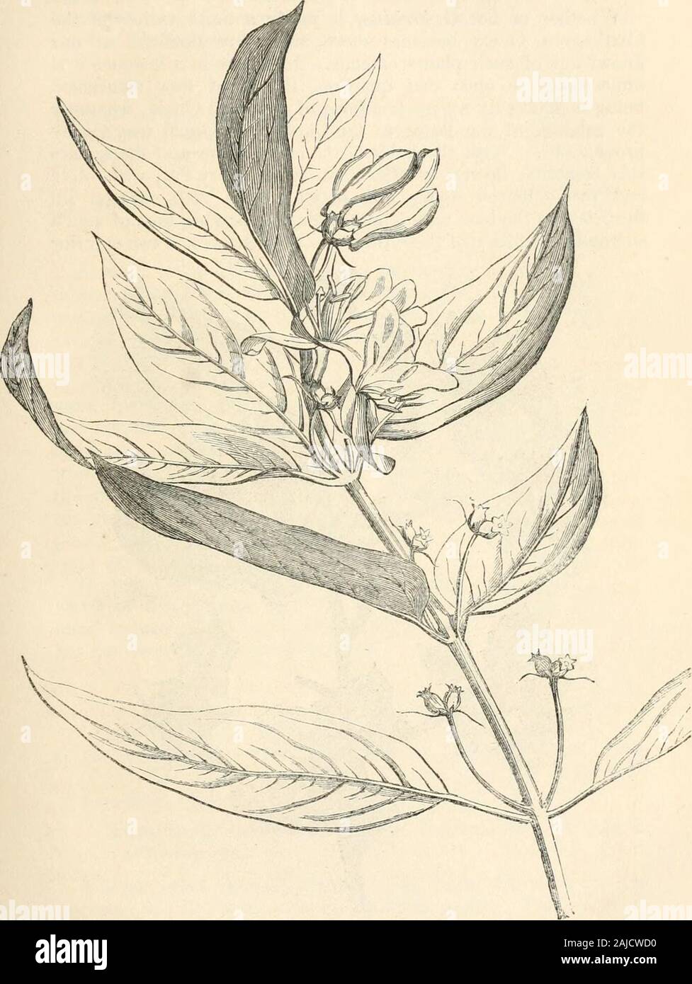 The journal of the Horticultural Society of London . woodis easily killed by frost, and it cannot be regarded as beinghardier than a Tea Rose. 2. LONICERA TATARICA, Var. PUNICEA. Raised from seeds formerly received from Mr. Fischer ofGottingen, and Baron Jacquin of Vienna, under thename of L. tatarica punicea. It has also come up amongseeds from Dr. Ledebour. This plant does not seem to differ in any essential particularfrom the old Tartarian Honeysuckle, except that its flowers arelarger, later, and of a deep rose colour. In these respects it hasmuch more value for Gardens ; for it is not so Stock Photo