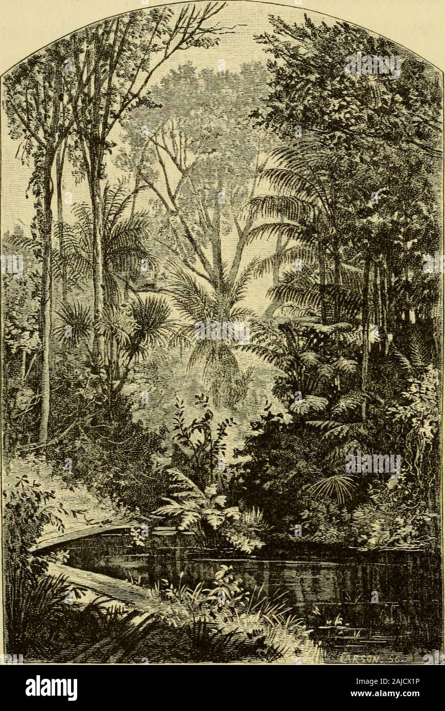 Brazil, the Amazons and the coast . eculiar to the ground ;you see patauds || taking the place of the uauassiis ; andback of all is the great, rolling forest, the Brazil-nut treestowering over it with domes a hundred feet across : all thisin contrast to the sunny meadows, and the placid lake, andthe cloudless sky. Lake jMacura receives a little tortuous igarape ; it is nar-row, and deep, and swift, navigable for large canoes, and •* Mauritia carana. t Cassicus cristatus ? X Trupialis Guianensis. § Cassicus, sp. Ij CEnocarpus pataua. 3i8 BRAZIL. the banks are sharply cut. These features disting Stock Photo