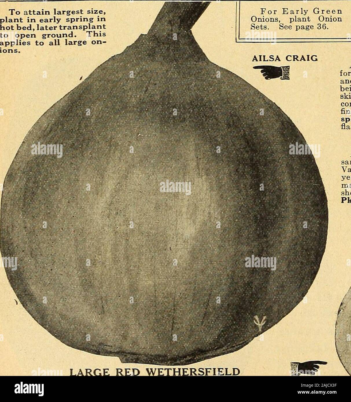 Vaughan's seed store . Western Grown Seed. Pkt., 10c; oz., 45c;M lb., $1.60; lb., $6.00; 5 lbs., $29.25;10 lbs., $57.50. To attain largest size,plant in early spring inhot bed, later transplantto open ground. Thisapplies to all large on- For Early GreenOnions, plant OnionSets. See page 36. AILSA CRAIG. PCFULAI AILSA CRAIG—Vaughans Selected Stock A winning sort, gaining in popularity every season, because it makes moneyfor the growers who plant it. This onion has individual merit by which it securesand retains recognition, and success for growers. It has handsome appearance,being large, 12 have Stock Photo