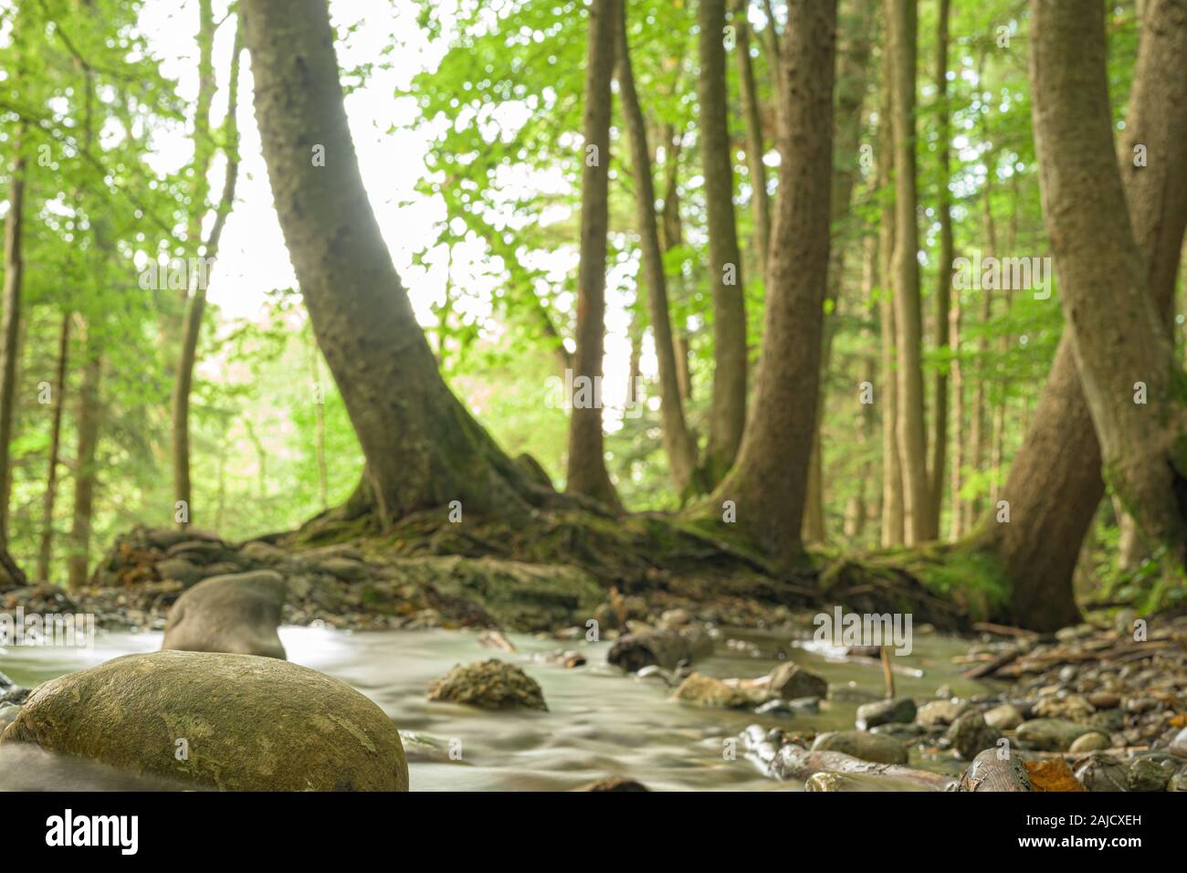 Beauty soft water stream in a green summer forest. Long Exposure. Stock Photo