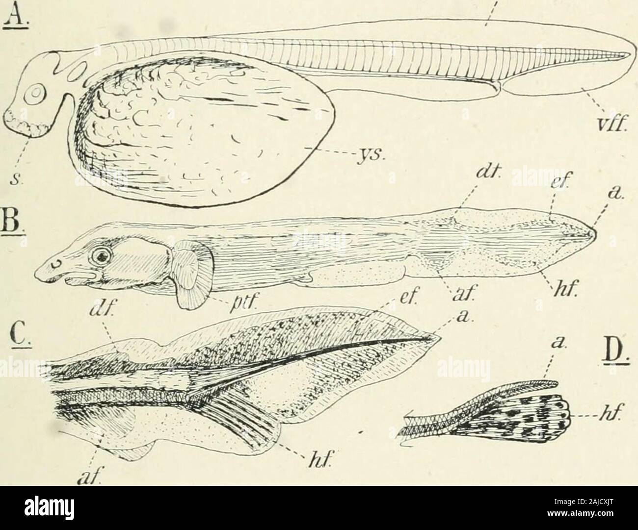 A treatise on zoology . Fic. CO. Successive stages in the development of tliehomocercal tail of the Flounder, Plearonectes flesiis,L., siiowing the disappearance of the axial lobe, c,and growth of the hypochordal fin, h.f. ac, actino-trichia ; h.a, liaemal arch ; hy, hypural cartilage ; /,dermal ray; n.sp, neural spine ; nt, notocliord.(After A. Agassiz.) MEDIAN FINS 105 type (p. 480). The name gephyrocorcal has been ai)plied to thesepseiido-diphycercal tails. Turniii--- now to the relation between the axial and the appen-dicular skefeton of the median fins, which has already been alludedto ab Stock Photo