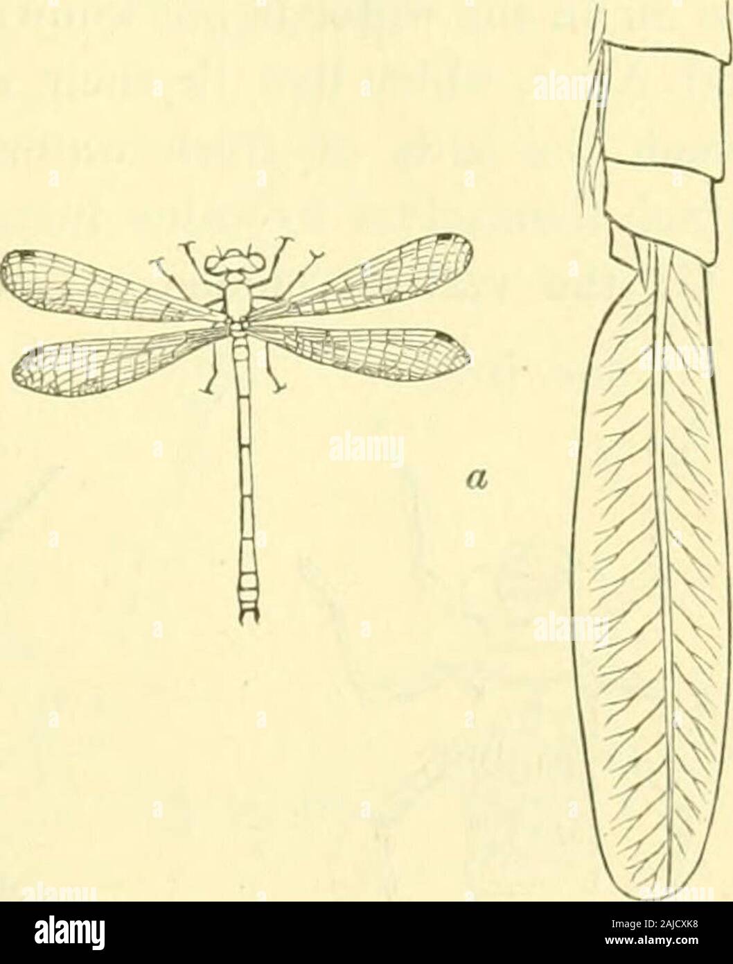 Streaming Dies Irae Sub Indo Hal
