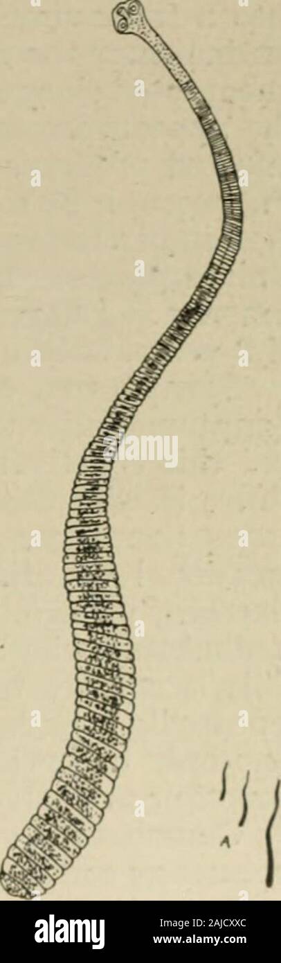 The diseases of infants and children . 6()5 childrenin Alabama, ascarides being found in but 4.06 percent.; and Schloss found it present in 14 out of 230children examined (6.08 per cent.). Its most frequenthabitat is the small intestine of species of rats andmice. The parasite is only J2 to 1 inch (1.27 to 2.54cm.) long, and has a spherical armed head, and 150 or more short mikIbroad proglottides each containing 80 to 100 eggs. It occurs cliicfly inciiildreii and often in very large numbers in a shigle case. Evennurslings may Ix; affected. The intermediate host is unknown, and itis possible ti Stock Photo