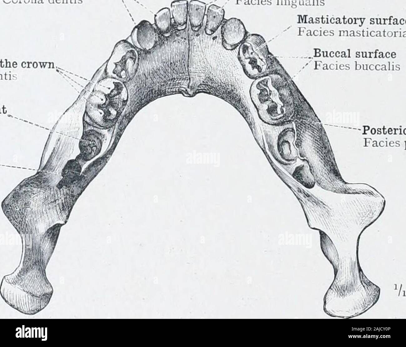 Permanent Teeth Eruption High Resolution Stock Photography and Images - Alamy Permanent Teeth Eruption High Resolution Stock Photography and Images - Alamy