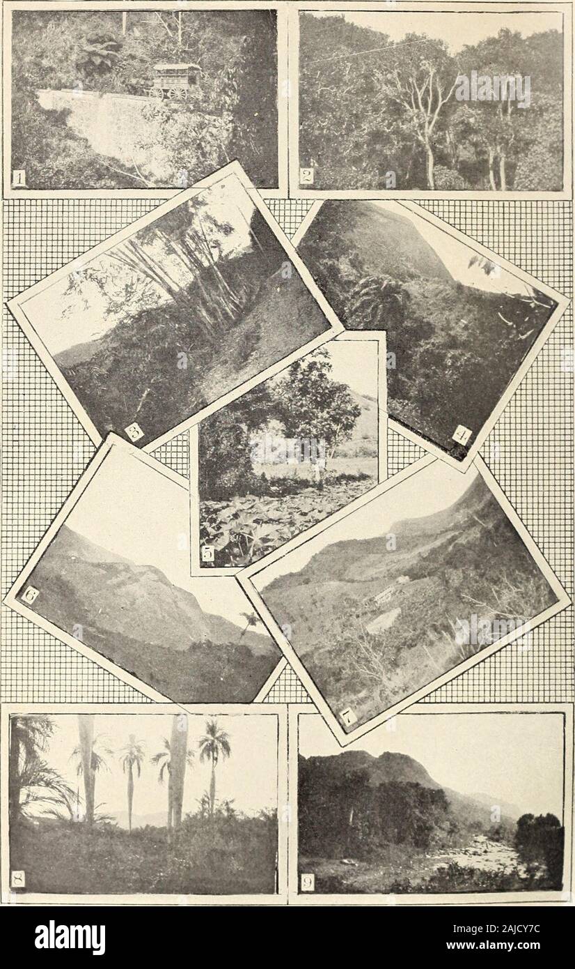 Notes on the forest conditions of Porto Rico . guayacan. Pata de caba Palo santo of Bolivia and Brazil = Triplaris, several sp.) Pawpaw Carica papaya L. Quiebra = Hacha Schmidelia occidentalis Sw. Royal palm Oreodoxa regia H. B. K. Sandbox Hura crepitans L. Sea grape Coccoloba uiifera L. Tabannco Amyris Jiexandra. Taebuelo Hachuelo (?). Tamarind TamaHndus indicas L. Tibey Isotoma longiflora PresL Tortuguillo. Ucar, Ucare or Jucare. Wax tree. (SeeBixia.) Wine palm Caryota sp. Zerrezuela Smilax mollis Humb. & Bonpl.. Characteristic Views of Porto Rico. 1. Undergrowth; view along military road. . Stock Photo