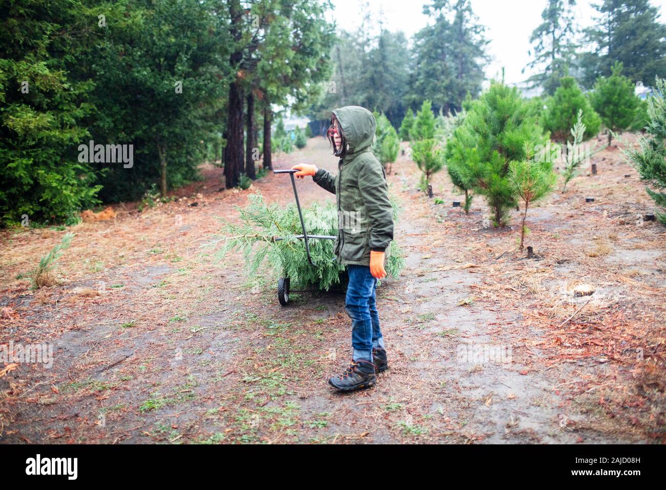 Child with glove carrying christmas tree Stock Photo