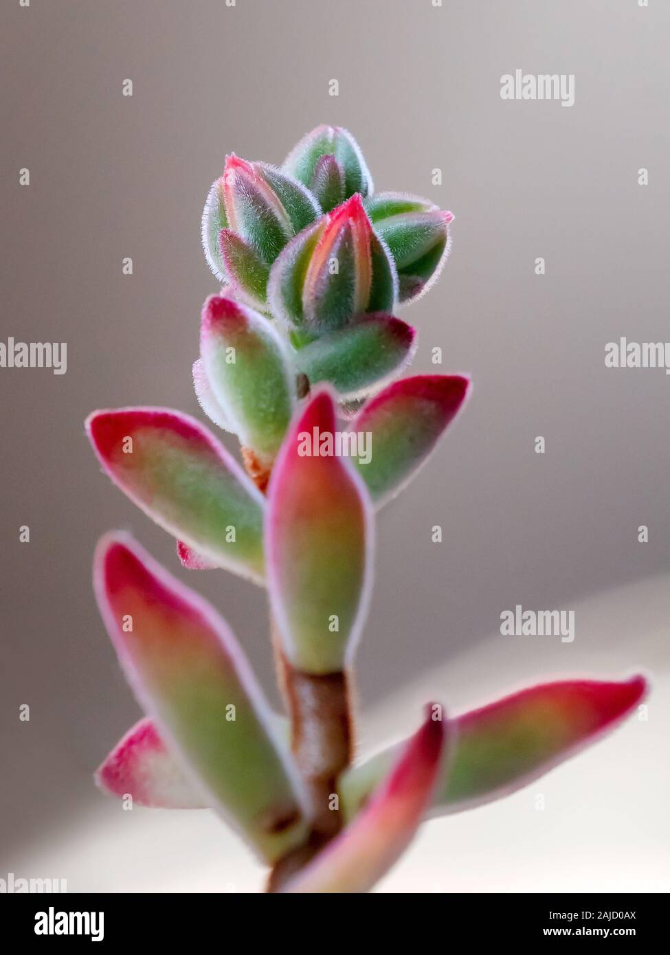 Branch of succulent plant of the genus Crassula, with red bud. Thick, fleshy and hairy succulent leaves. Stock Photo