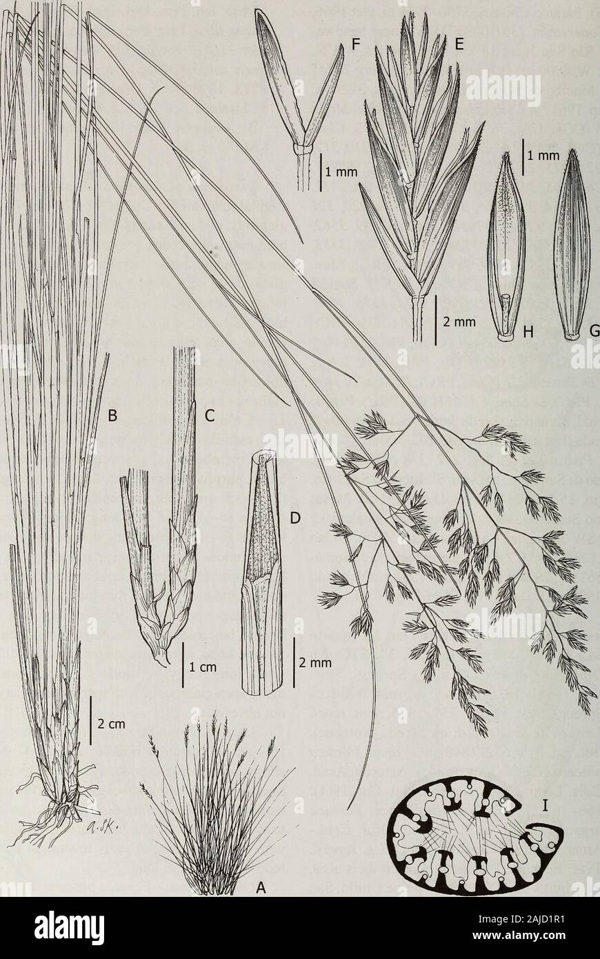 Contributions from the United States National Herbarium . awned, the awn 0.3-0.8 mm long; callus glabroussometimes sparsely hairy; paleas as long as thelemma, lanceolate, membranous, hairy along upper1/4 and keels, apex with longer hairs; lodicules ca.1 mm long, obovate; anthers 2.8-3.5 mm long;ovary apex glabrous or with sparse hairs. Caryopsesnot observed. Leaf blade anatomy.—Cross-sections with(11-) 15-21 vascular bundles and (5—)7—11 ribsabove; sclerenchyma under abaxial epidermis con-tinuous or discontinuous extending to all vascularbundle; adaxial epidermis discontinuous, extendingto eve Stock Photo