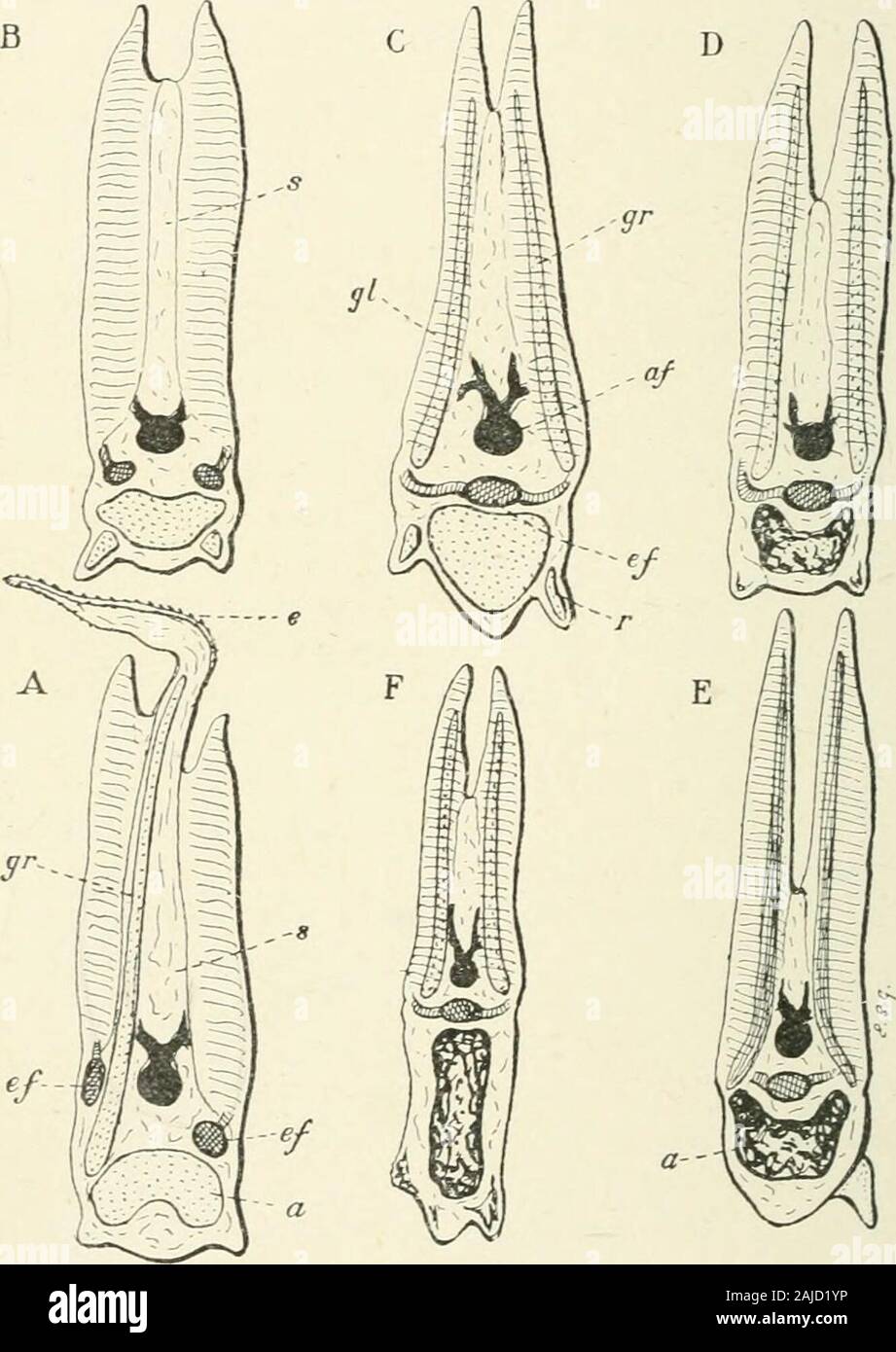 A treatise on zoology . grou2)ed in an anterior row on the posterior face of onebar, and a posterior row on the anterior face of the next bar (Fig.26), each complete gill is said to consist of two hemibranchs.. Fig. 57. Sections across the gill-arch of A, Mustelus ; B, Ceratodus; C, Acipeiiser; D, Lepidosteus;E, Salmo ; F, Poli/pterus. a, skeletal arch ; af, afferent artery (black); e, septum reachingexternal surface ; ef, efferent artery (cross hatched); g.l, gill-lamellae ; g.r, snp])orting gill-ray ;r, gill-raker ; s, septum, largest in A, and smallest in E. Anterior lamellae to the right. Stock Photo