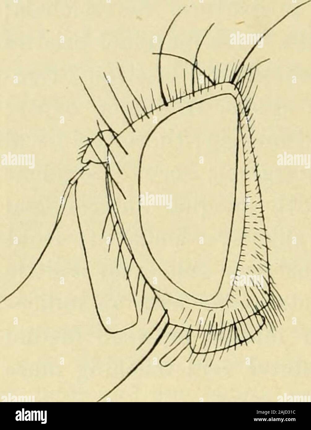 Diptera danica : genera and species of flies hitherto found in Denmark . turgesch. 90, 6, 102. — Tachina parallela Meig. 1824. I. c. IV, 377, 238 et1838. VII, 249, 1 {Degeeria). — 1900. Stein, Entom. Nachricht. XXVI, 145. — Tachina tincta Meig. 1824. 1. c. IV, 378, 239 et 1838. VII, 249, 7 {Metopia). — 1844. Zett. Dipt. Scand. III, 1030, 20 et 1849. VIII, 3228, 20 et 1859. XIII,6080, 20 {Tachina). — Roeselia convexijrons Pand. (nec. Zett.) 1896. Rev.Entom. XV, 44, 3. — 1907. Villen. Ann. Soc. Ent. de Fr. LXXVI, 388. Male. Frons above about as broad as the eye. Orbits yellowish,blackish above; Stock Photo