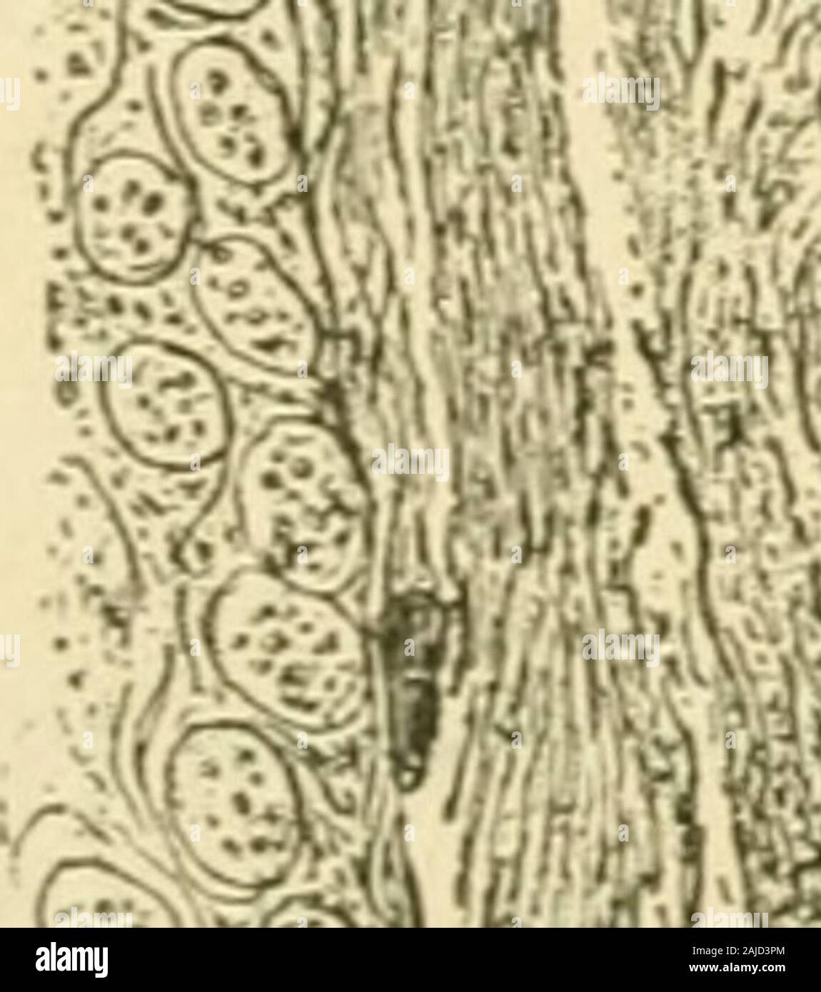 An American text-book of physiology . d by the difficulty experiencedin distinguishing by taste an apple, anonion, and a potato, when the nostrils are closed. Sight has also an import-ant influence, at least in quickening the expectancy for individual flavors.Every smoker knows the blunting of his perception for burning tobaccowhile in the dark ; various dishes having distinctive flavors are said to losemuch of their gustatory characteristics when the eyes are bandaged. The intensity of gustatory sensation increases with the area to which thetasted substance is applied. The movements of mastic Stock Photo