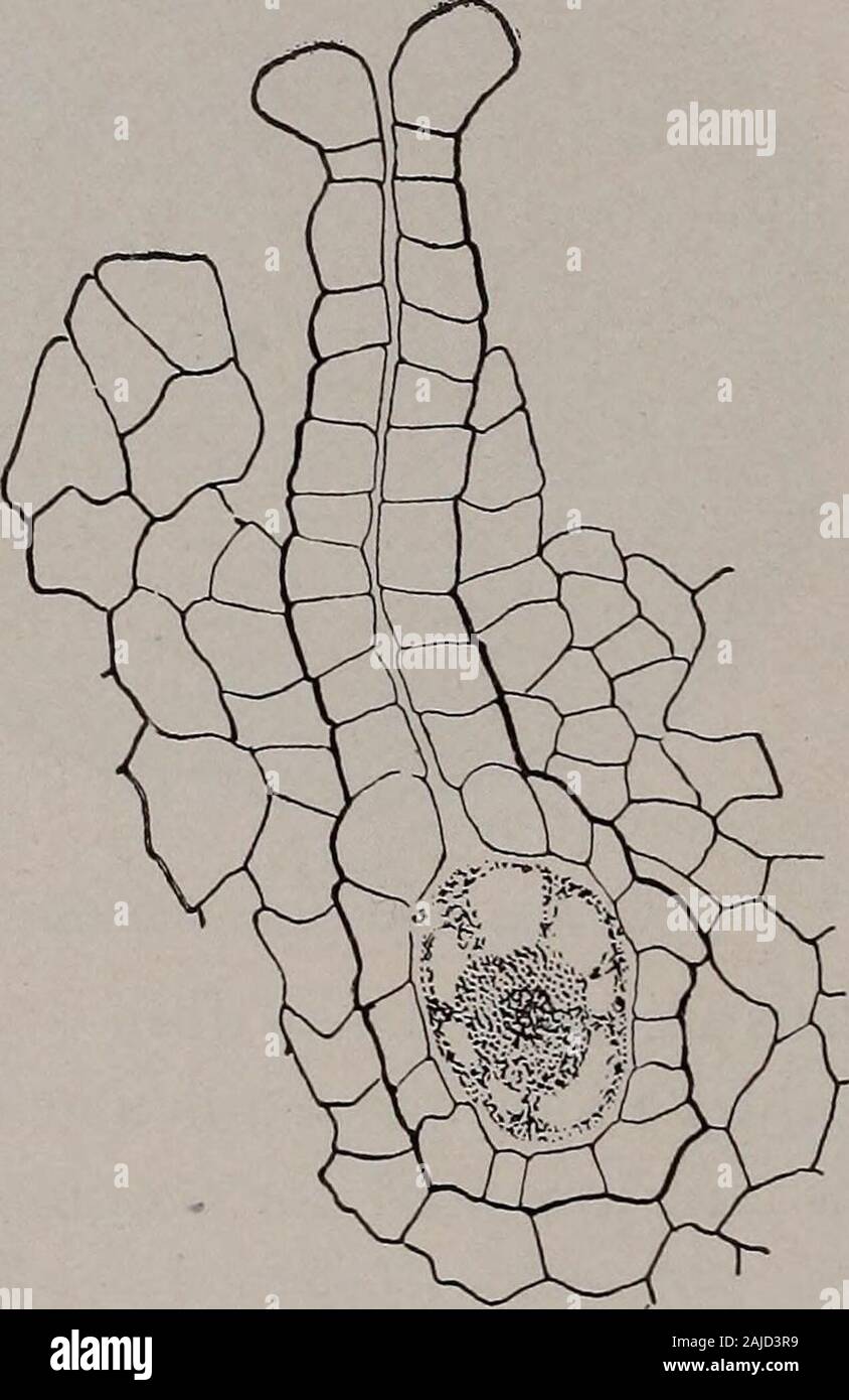 Elementary botany . cavities sunk in thetissue of the thallus. There is here no illustration of the antheridium of thisriccia, but fig. 259 represents an antheridium of another liverwort, and thereis not a great difference between the two kinds. Each one of those little rect-angular sperm mother cells in the antheridium changes into a swiftly movingbody like a little club with two long lashes attached to the smaller end Bythe violent lashing of these organs the spermatozoid is moved through the water,or moisture which is on the surface of the thallus. It moves through the canalof the archegoni Stock Photo