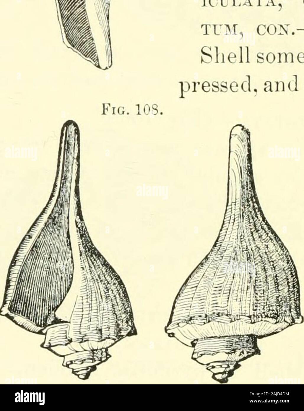 Bulletins of American paleontology . BUSICON PERVERSUM, CCI«r PYRULA PERVERSA, REEVE. (Fig. 107.) This shell is also pear-shaped andswollen. The prominent part of thewhirl is ornamented with tubercles, andis also coronated ; the whirls are turnedto the left. It is common upon the coast. It isvery abundant in a post pliocene de-posit at Beaufort, but is also often metwith upon the Cape Fear. nUSICON CANICULxVTUM, CON.—PYRULA CAX-ICULATA, GOULD. FULGUR CANICULA- TUM, COX.—(Fig. lOS.)Shell somewhat pear-shaped, spire de-pressed, and ornamented with revolvinglines; body whirl swollen ;canal long a Stock Photo