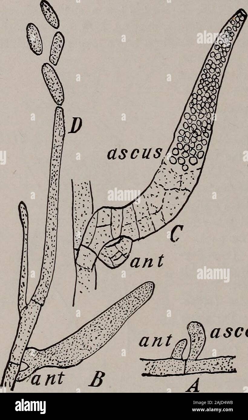 Elementary botany . and its many relatives parasitic on insects. 2l6 MORPHOLOGY. In the autumn and winter dead flies are often found stuck to window-panes,with a white ring of the conidia around each fly. II. Class Ascomycetes. (The ascus series.) 1. SUBCLASS HEMIASCOMYCETES.441. Order Hemiascales (Hemiascineae).—Fungi with a well developed, septate mycelium, butwith a sporangium-likeascus, i.e., a large andindefinite number ofspores in the ascus. Ex-amples : Protomycesmacrosporus in stems ofUmbelliferae, or P. poly-sporus in Ambrosia tri-fida. These two are bysome placed in the Usti-lagineae. Stock Photo