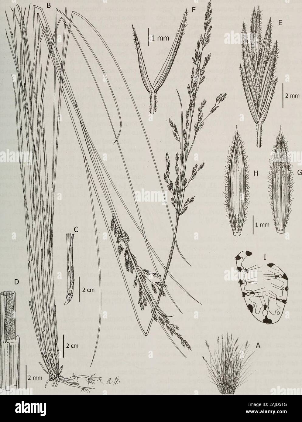 Contributions from the United States National Herbarium . or sparsely scabrous.Spikelets 10-11 mm long, florets 4 or 5; rachilladensely pilose; glumes 3-5 mm long, lanceolate,membranous to coriaceous, green, distal 1/3often densely hirsute, apex acute; lower glumes3-3.5 mm long, 1-nerved; upper glumes 4.5-5 mmlong, prominently 3-nerved; lemmas 5.5-6 mmlong, lanceolate, 5-nerved, membranous, green,densely hairy, apex entire, acute or short-awned, theawn, up to 1 mm long; paleas as long as the lemma,glabrous, upper 1/3 hirsute; lodicules lanceolate,acuminate; anthers 2.3-3.3 mm long; ovary apexg Stock Photo