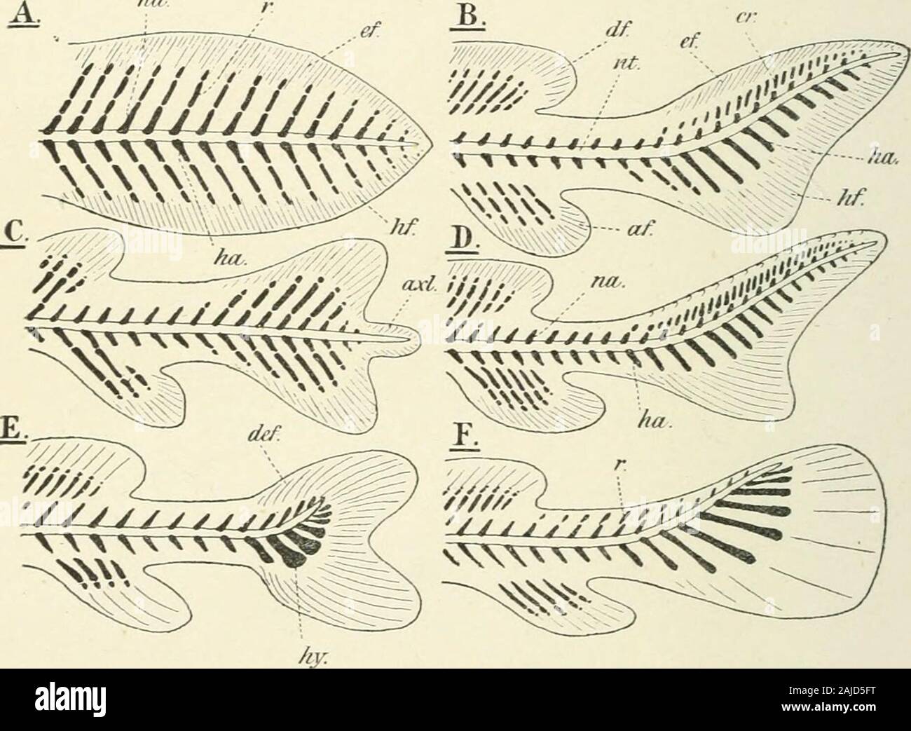 A Treatise On Zoology Et More Numerous Than Thevertebrae Fig 46 B All These Facts Seem To Uphold The Secondhypothesis According To Which The Neural Spines And The Fin Radials Represent The A Treatise On Zoology Et More Numerous Than Thevertebrae Fig 46 B All These Facts Seem To Uphold The Secondhypothesis According To Which The Neural Spines And The Fin Radials Represent The