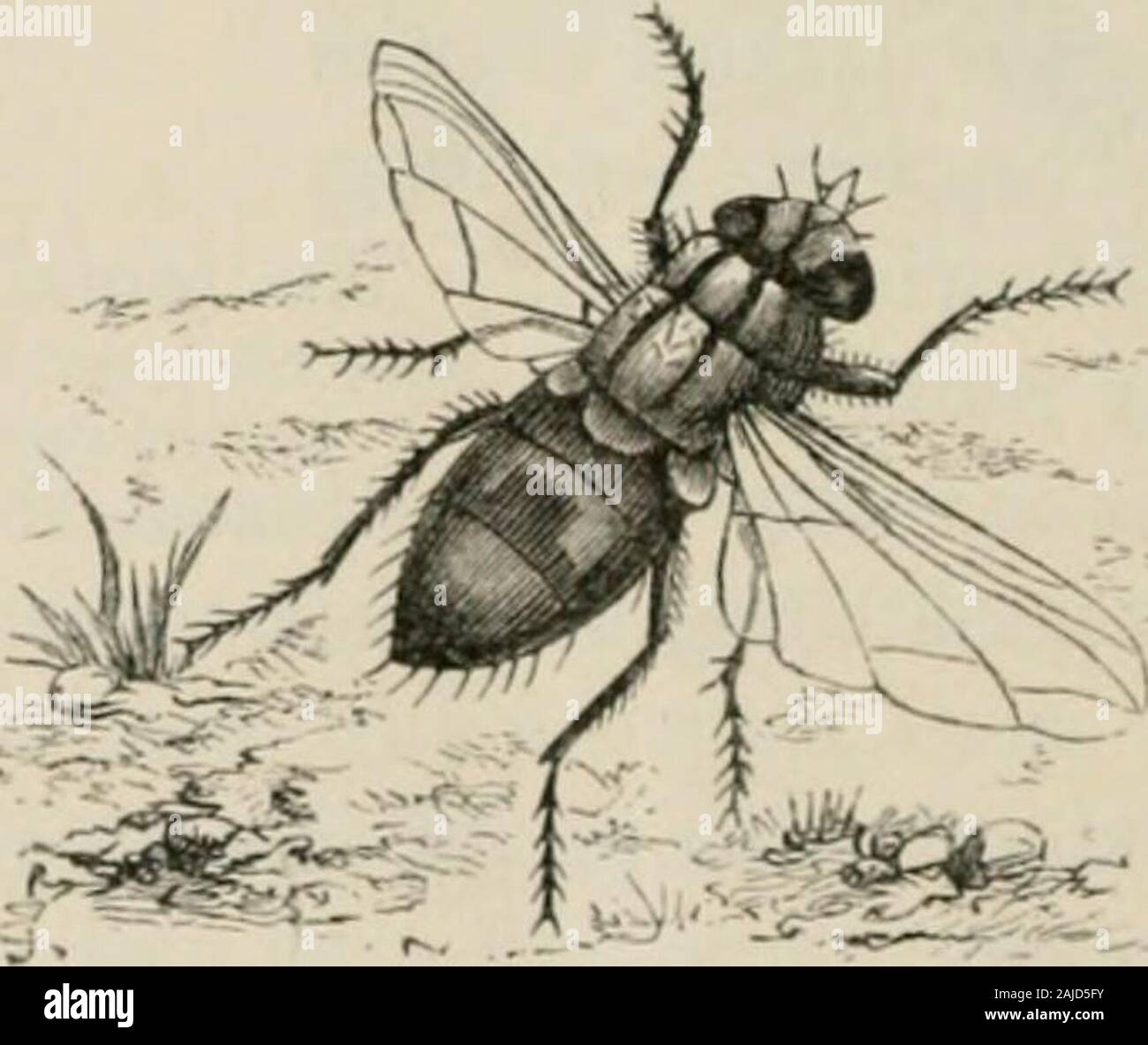 Milicent Insect Insects abroad : being a popular account of foreign insects, their ...