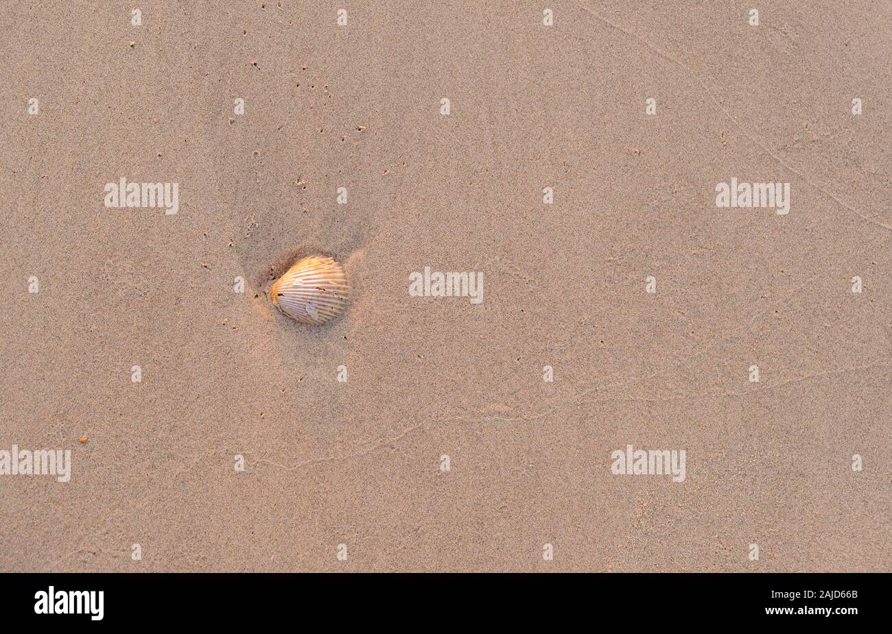 Small Seashells on a Beach in Thailand Stock Photo - Alamy