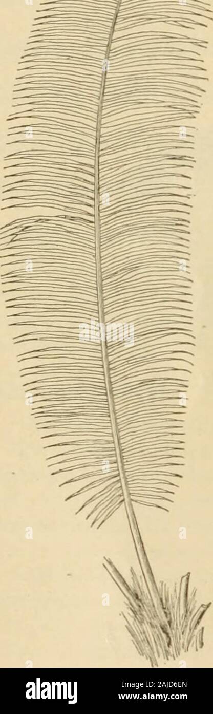 A descriptive catalogue of useful fiber plants of the world : including the structural and economic classifications of fibers . oats on the water, and is more service-able than coir. Sandals are nuide from the leaf sheath. Aristida adscensionis. Broomstick Grass. Kndogeu. (Iraminea-. A broom grass.From the root fibers of this grass, which is common innorthwest India, a material is obtained for the manufac-ture of weavers brushes. Fine specimens of the productwere shown in the Indian Court at Chicago, AY. C. E., 1893,though little information could be ac.cured concerning them.The Telinga paper Stock Photo