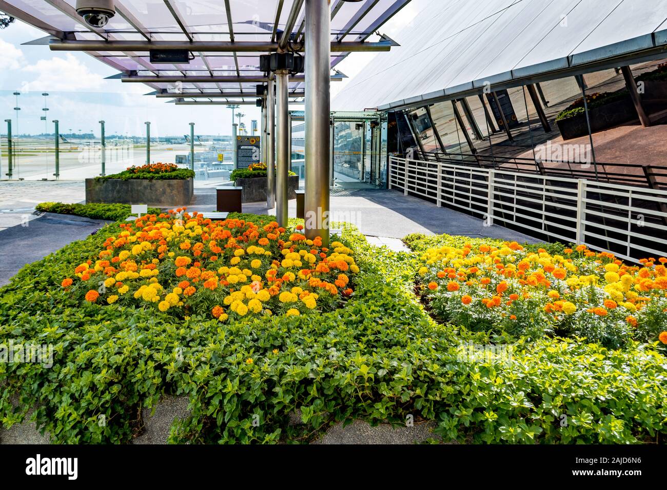 Sunflower Garden at Changi Airport Singapore Stock Photo Alamy